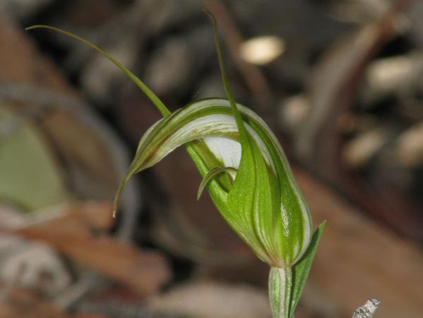 Diplodium sp aff revolutum - Large Autumn Greenhood.jpg